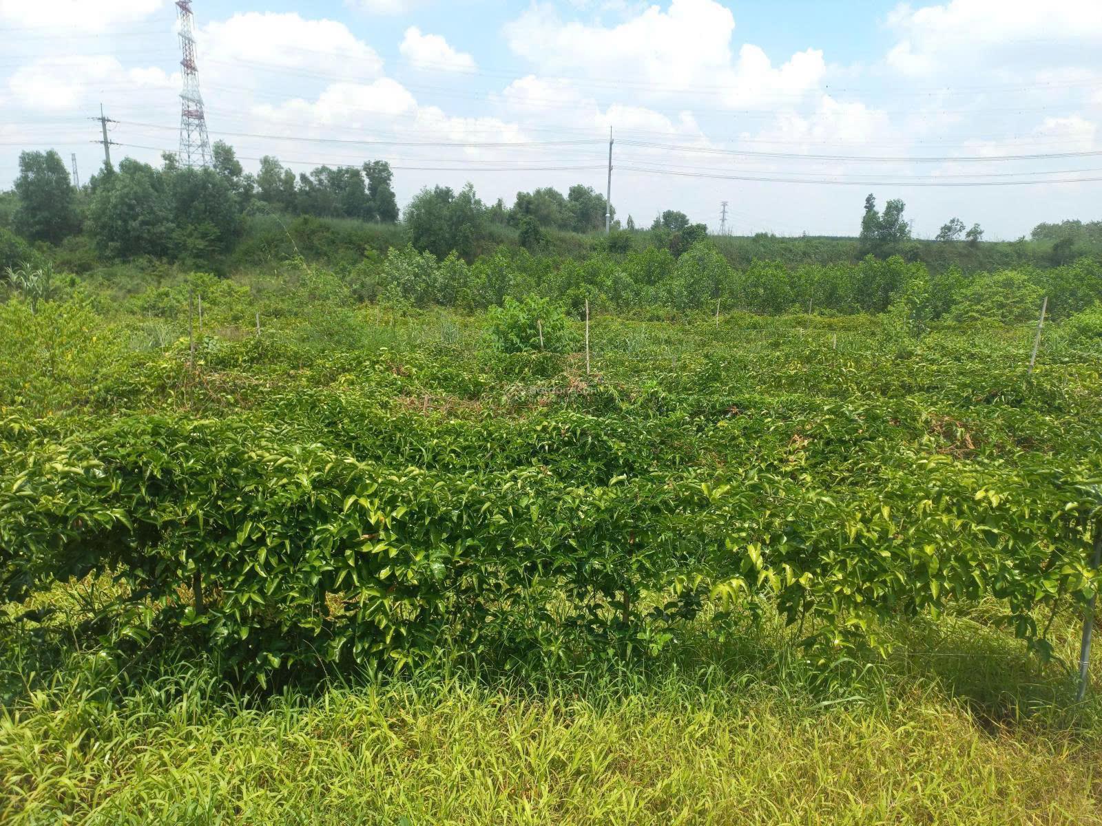 Bán đất trồng cây lâu năm hiện đang được trồng cây ăn trái. Nhà cấp 4. Điện nước sinh hoạt đủ cách - Ảnh 1