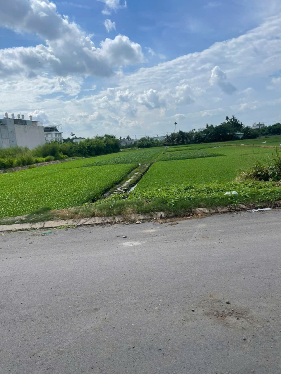TỪ 140 TỶ CHỈ CÒN 99 TỶ – ĐẤT MẶT TIỀN TX22, Q.12 – FULL THỔ CƯ 100% - Ảnh 4