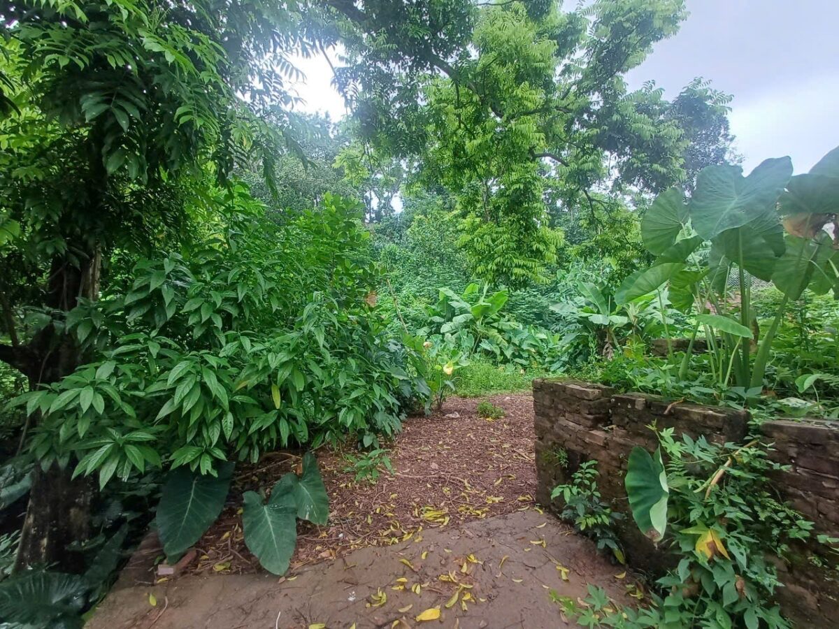 CHÍNH CHỦ CẦN BÁN LÔ ĐẤT 470 TẠI TIÊN PHƯƠNG-CHƯƠNG MỸ-HÀ NỘI - Ảnh 1