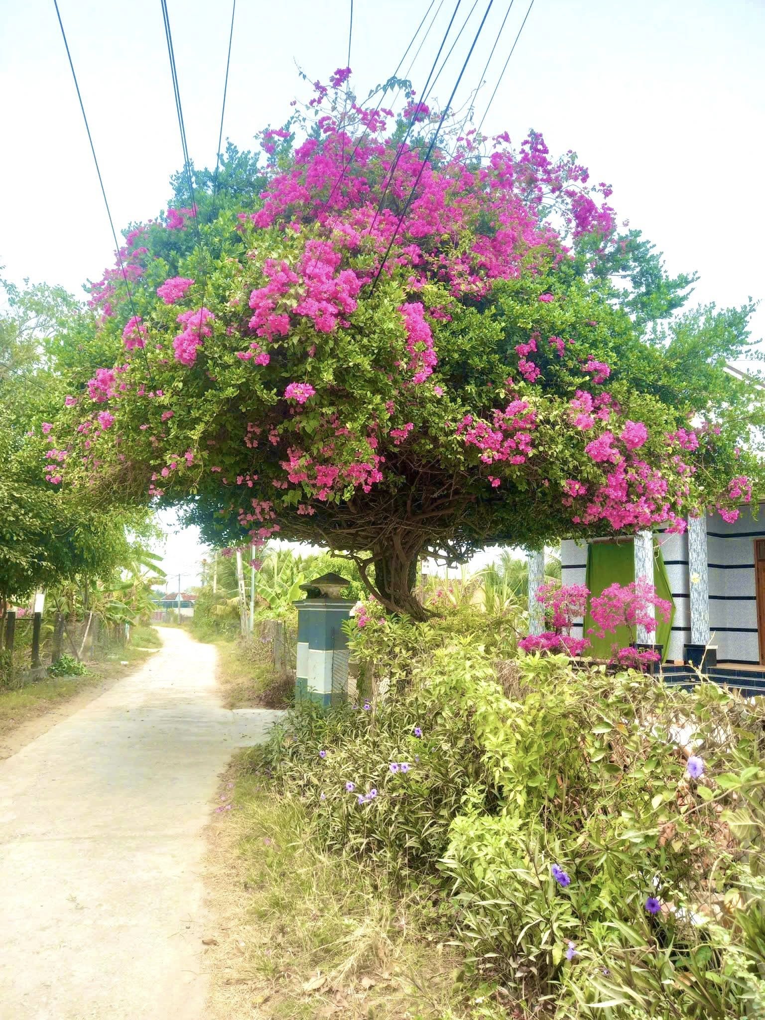 Bán Gấp Lô Đất Thổ Cư, Nằm Ngay Mặt Tiền Đường Xã Ninh Thân, Ninh Hòa – Giá Chỉ 500 Triệu! - Ảnh 3